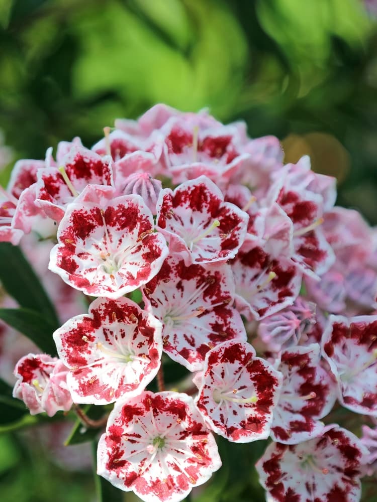 Lorbeerrose 'Minuet', Kalmia latifolia var. myrtifolia 'Minuet' im Onlineshop der Bohlken Baumschulen