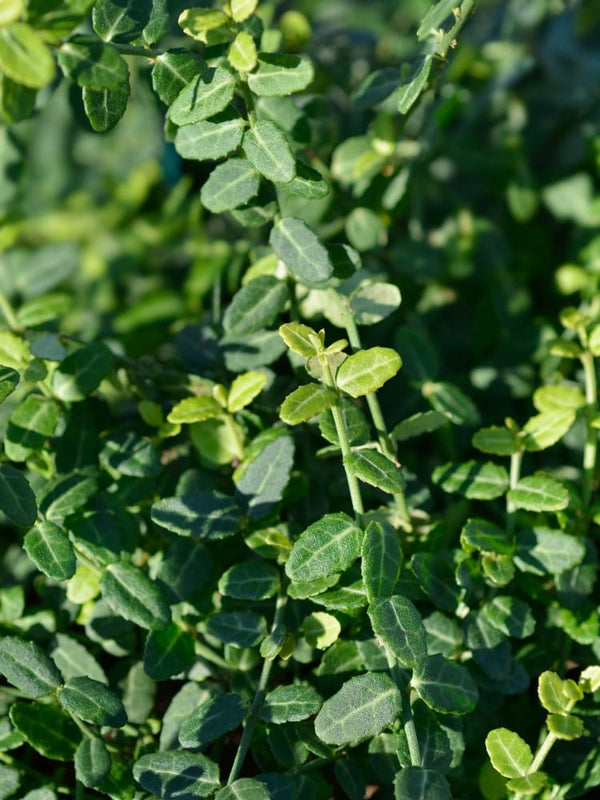 Kleinblättrige Teppichspindel 'Minimus', Euonymus fortunei 'Minimus' kaufen im Online-Shop der Bohlken Baumschulen