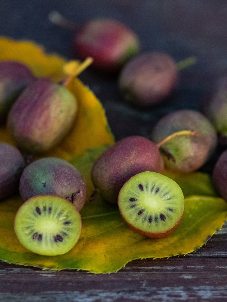 Actinidia arguta 'Ken's Red' weiblich, Zwerg-Kiwi 'Ken's Red' weiblich im Onlineshop der Bohlken Baumschulen