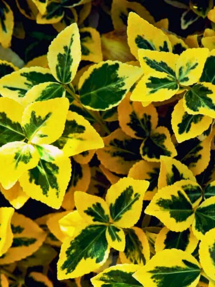 Euonymus fortunei 'Emerald'n Gold' Kriechspindel 'Emerald'n Gold' im Onlineshop von Bohlken Pflanzenversand GbR