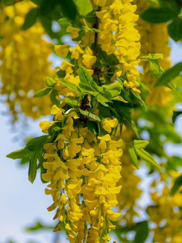 Laburnum anagyroides 'Fastigiata', Säulenförmiger Goldregen im Onlineshop der Bohlken Baumschulen