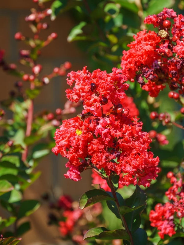 Bild von Kreppmyrte, Kräuselmyrte, Lagerstroemia nana 'Red Imperator'' im Onlineshop von Bohlken Pflanzenversand