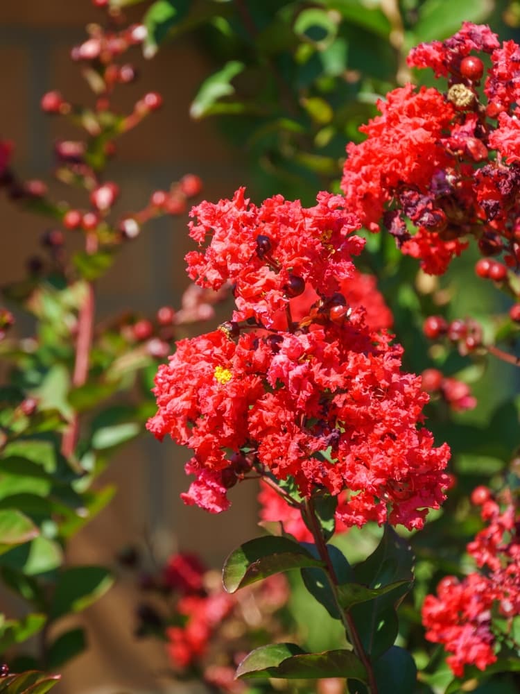 Bild von Kreppmyrte, Kräuselmyrte, Lagerstroemia nana 'Red Imperator'' im Onlineshop von Bohlken Pflanzenversand