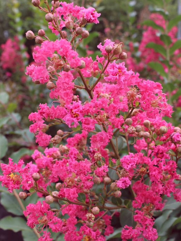 Bild von Kreppmyrte, Lagerstroemia indica 'Berry Dazzle' ® im Onlineshop von Bohlken Pflanzenversand