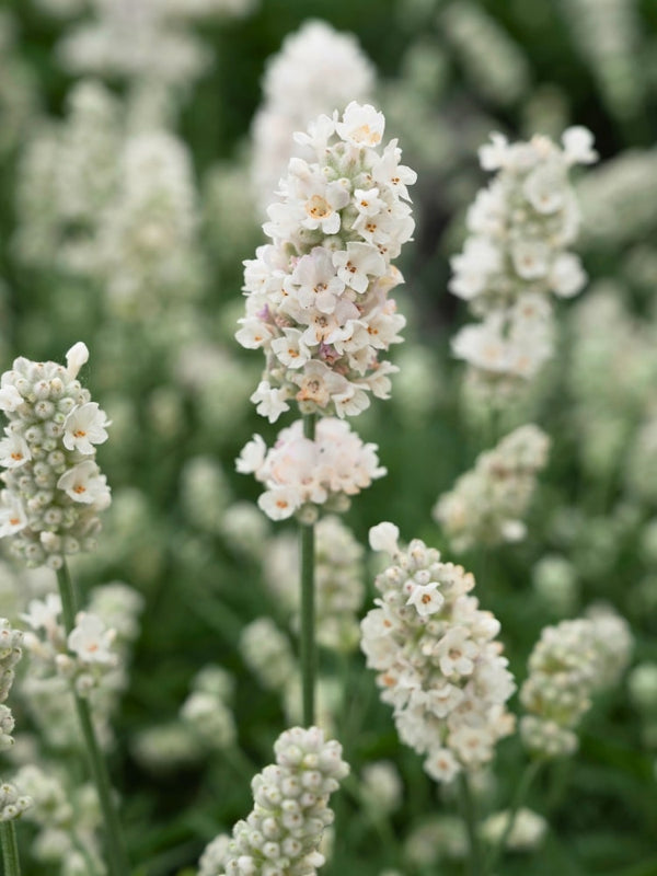 Lavandula angustifolia 'Arctic Snow', Weißblühender Lavendel 'Arctic Snow' im Onlineshop der Bohlken Baumschulen