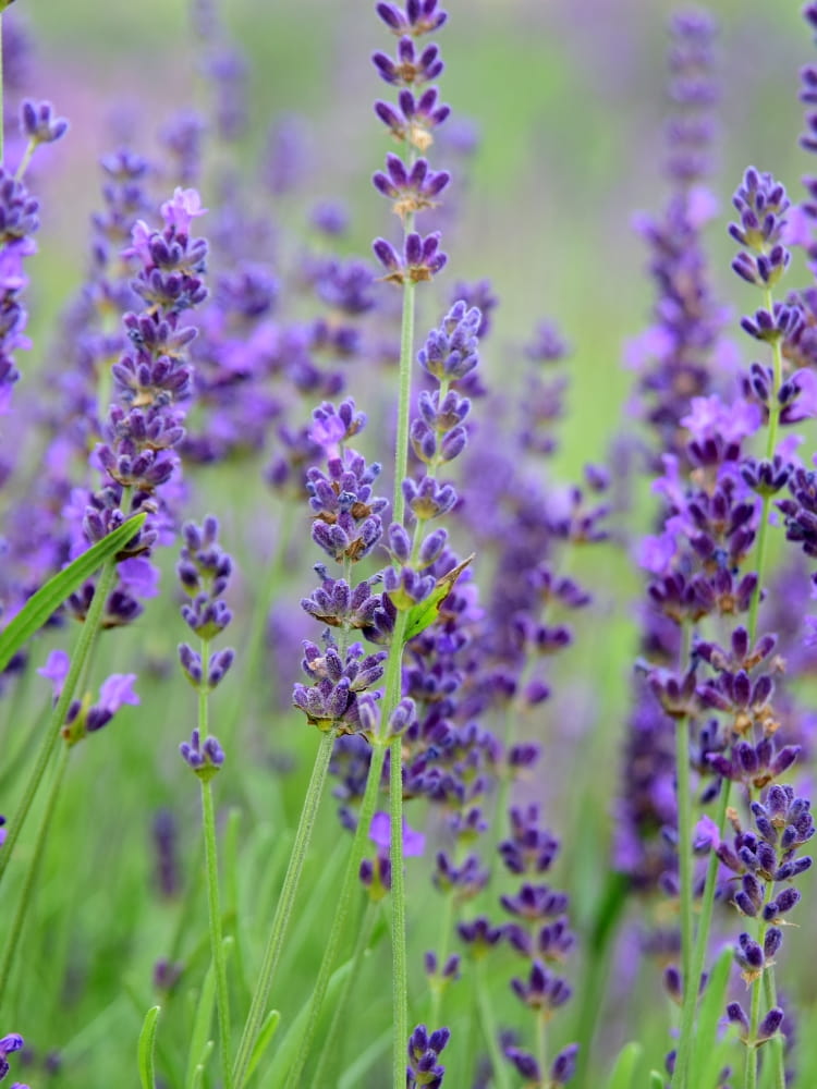 Lavandula x intermedia 'Phenomenal' ® 'Niko', Lavendel 'Phenomenal' ® 'Niko' im Onlineshop der Bohlken Baumschulen