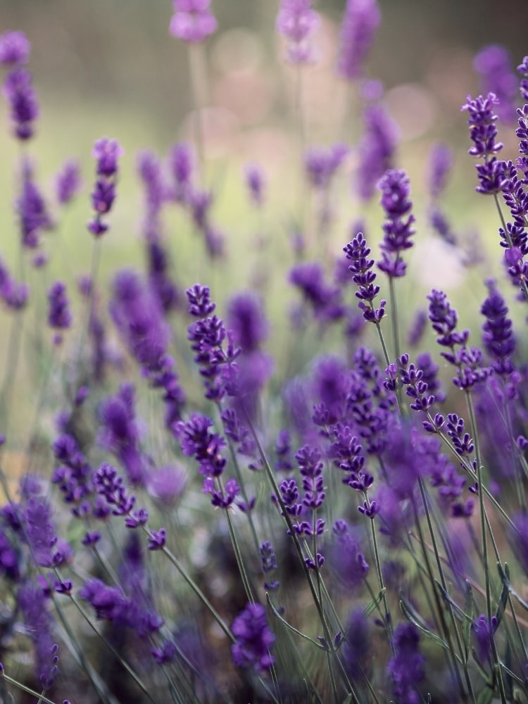 Lavandula x intermedia 'Sensational!', Lavendel 'Sensational!' ® im Onlineshop der Bohlken Baumschulen