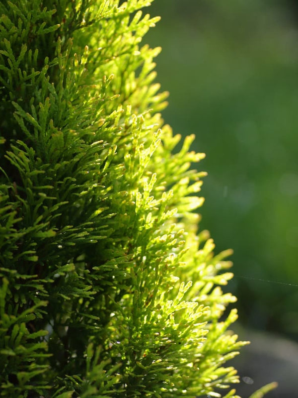 Lebensbaum Thuja occidentalis 'Golden Smaragd' ® kaufen im Online-Shop der Bohlken Baumschulen