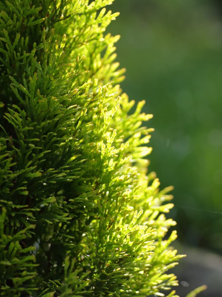 Lebensbaum Thuja occidentalis 'Golden Smaragd' ® kaufen im Online-Shop der Bohlken Baumschulen