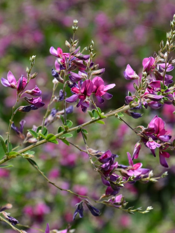 Lespedeza bicolor 'Yakushima', Buschklee 'Yakushima' im Onlineshop der Bohlken Baumschulen