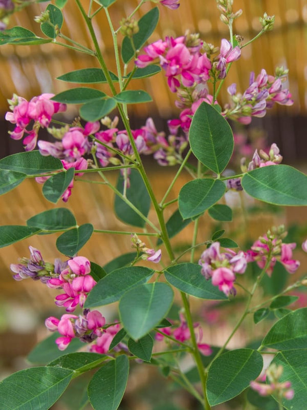 Lespedeza buergeri, Japanischer Buschklee im Onlineshop der Bohlken Baumschulen