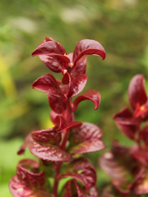 Lavendelheide 'Twisting Red' ®