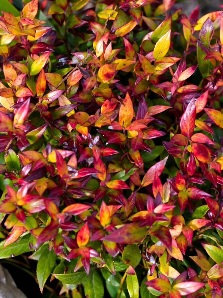 Leucothoe fontanesiana 'Little Flames' ®, Traubenheide 'Little Flames' ® im Onlineshop der Bohlken Baumschulen