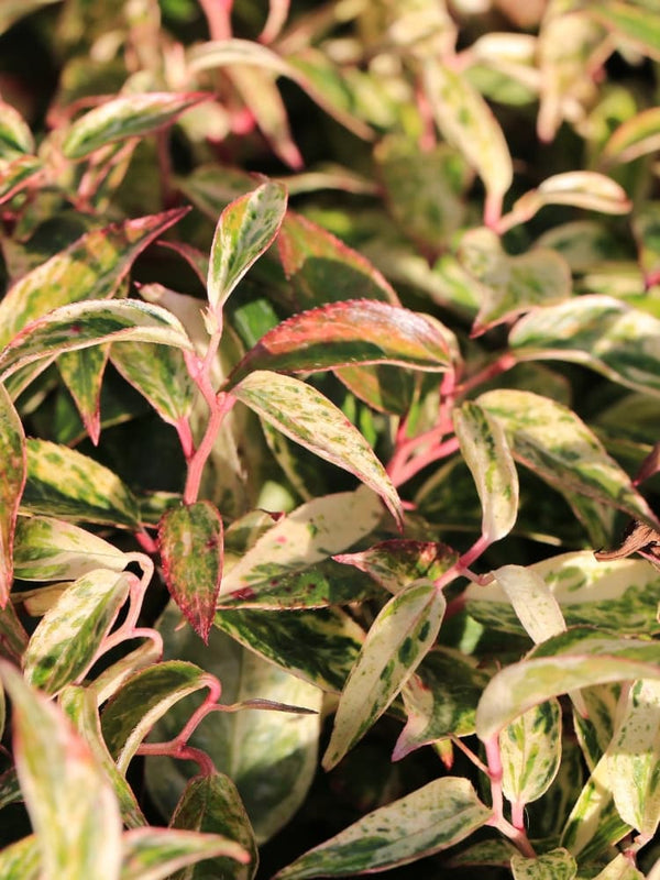 Leucothoe walteri 'Rainbow', Traubenheide 'Rainbow' im Onlineshop der Bohlken Baumschulen