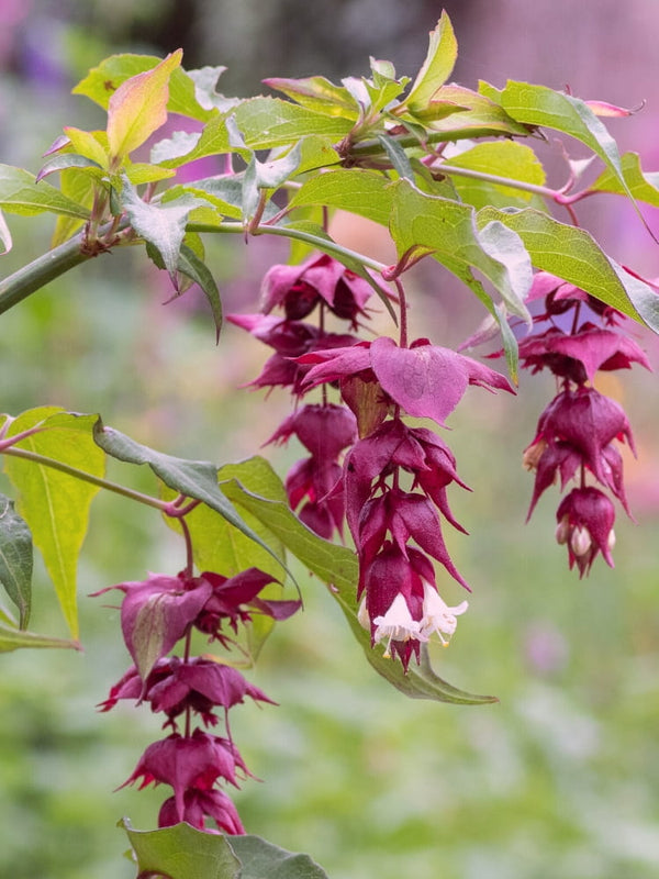 Artikelbild für Leycesteria formosa 'Little Lanterns'® im Onlineshop der Bohlken Baumschulen