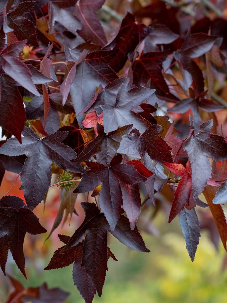 Jetzt Amerikanischer Amberbaum 'Dark Autumn' online kaufen bei Bohlken