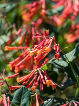 Rote Geißschlinge | Geißblatt| Lonicera brownii 'Dropmore Scarlet' im Onlineshop der Bohlken Baumschulen