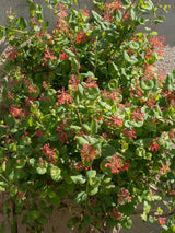 Rote Geißschlinge | Geißblatt| Lonicera brownii 'Dropmore Scarlet' im Onlineshop der Bohlken Baumschulen