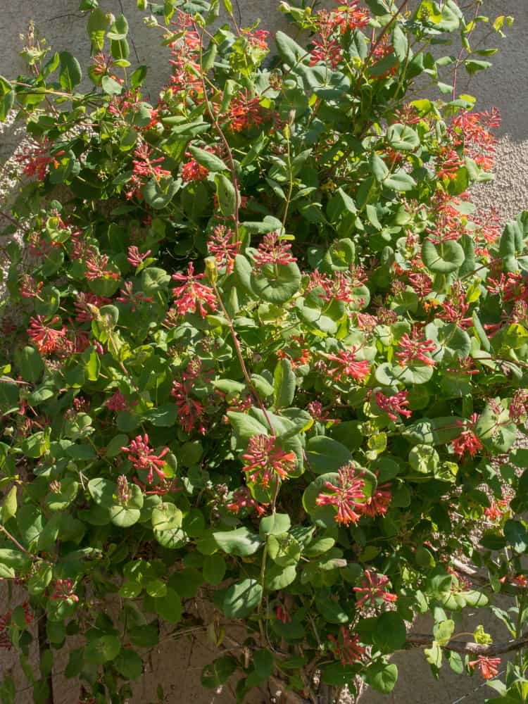 Rote Geißschlinge | Geißblatt| Lonicera brownii 'Dropmore Scarlet' im Onlineshop der Bohlken Baumschulen