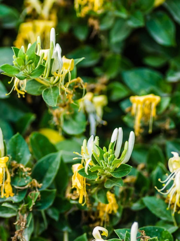 Lonicera crassifolia 'Little Honey', Kriechende Heckenkirsche 'Little Honey' im Onlineshop der Bohlken Baumschulen