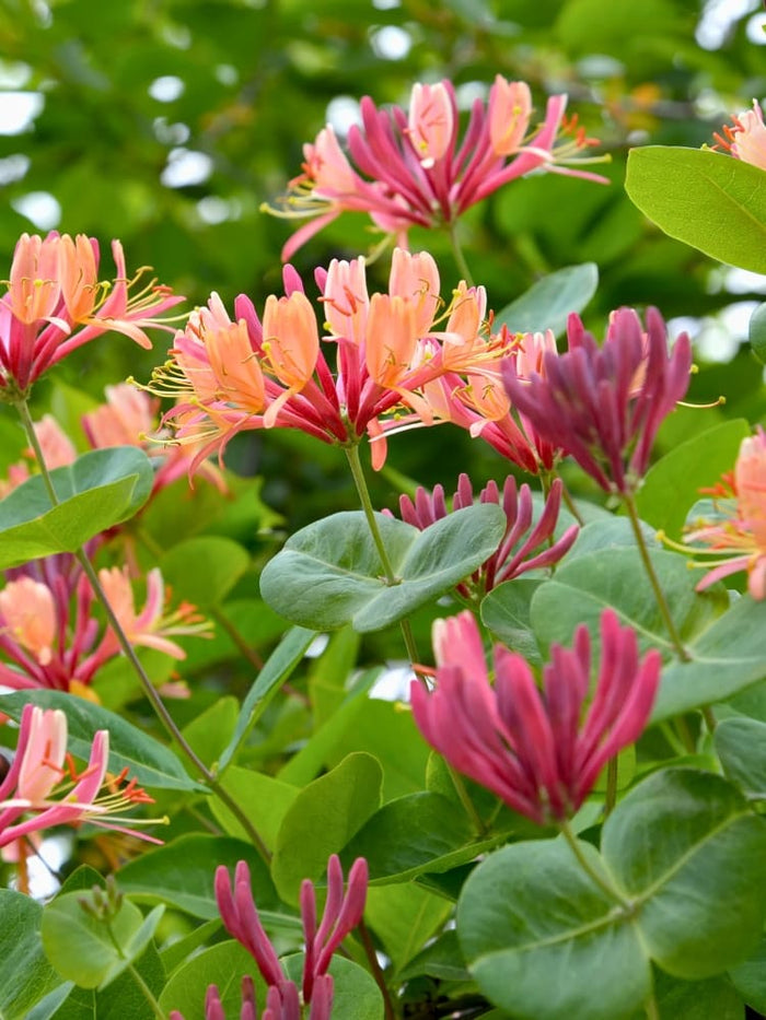 photinia pink marble Special offer: Half Standard Photinia 'Pink Marble' 100cm (2 for £54.9