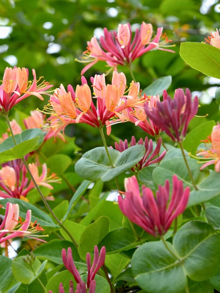Lonicera heckrottii | Feuer-Geißblatt | Geißschlinge | kaufen im Onlineshop der Bohlken Baumschulen