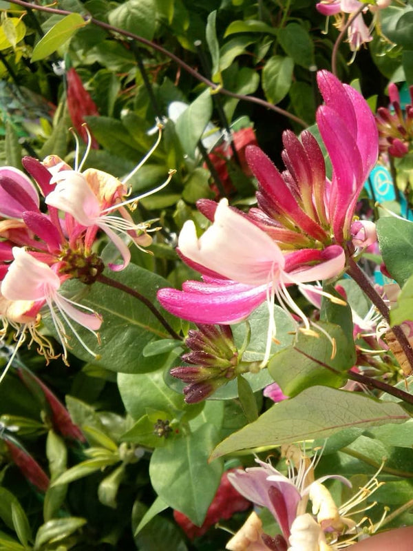 Lonicera heckrottii 'American Beauty'| Feuer-Geißblatt | Geißschlinge im Onlineshop der Bohlken Baumschulen