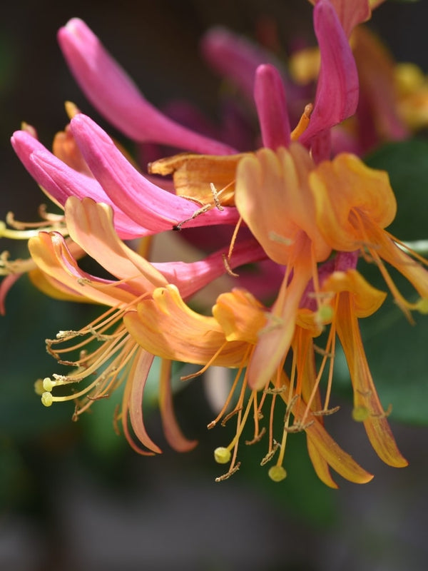 Lonicera heckrottii 'Goldflame' | Feuer-Geißblatt | Geißschlinge im Onlineshop der Bohlken Baumschulen