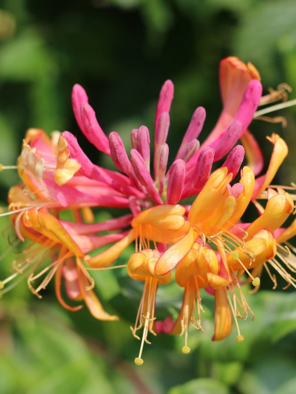 Lonicera heckrottii 'Goldflame' | Feuer-Geißblatt | Geißschlinge im Onlineshop der Bohlken Baumschulen