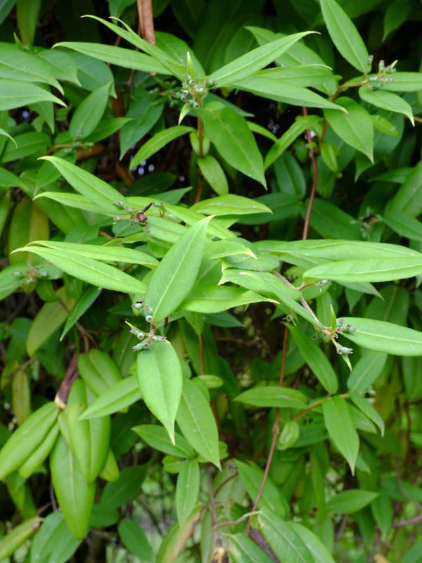 Lonicera henryi | Immergrünes Geißblatt | Immergrüne Geißschlinge im Onlineshop der Bohlken Baumschulen