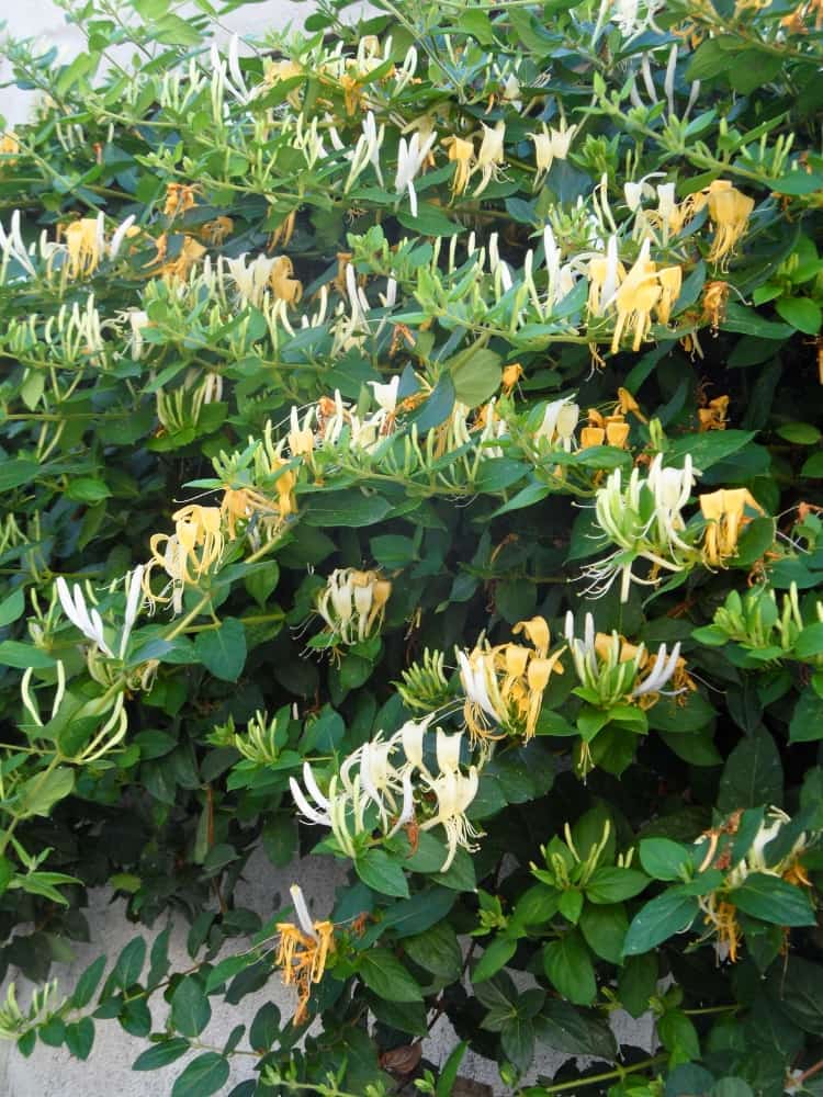 Lonicera japonica 'Halliana' | Japanisches Geißblatt 'Halliana', Geißschlinge im Onlineshop der Bohlken Baumschulen