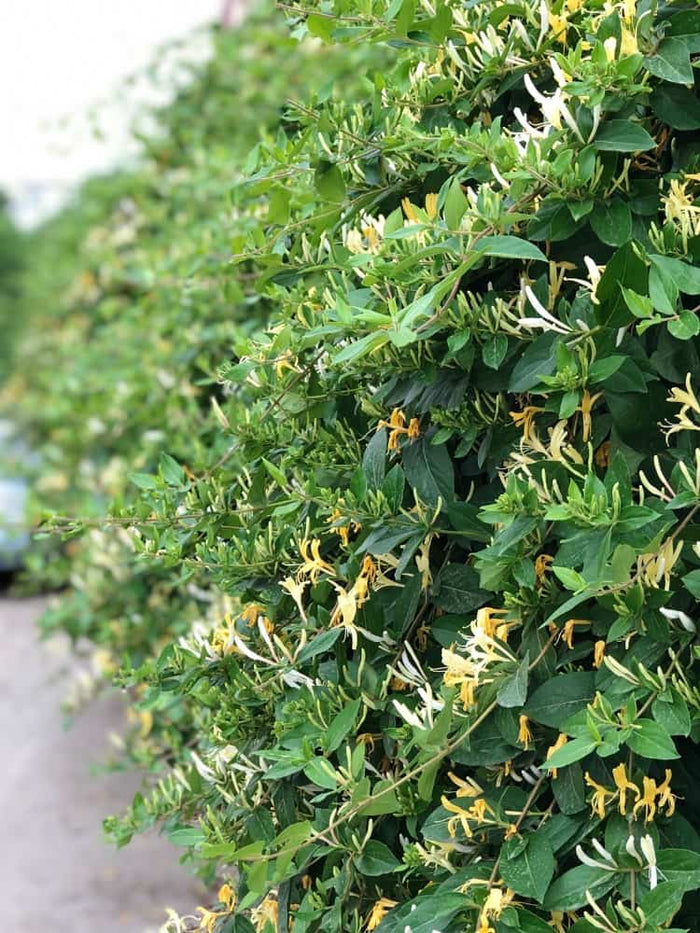lonicera japonica immergrün Jetzt Japanisches Geißblatt 'Halliana' online kaufen bei Bohlken  Pflanzenversand – Bohlken Pflanzenversand GbR