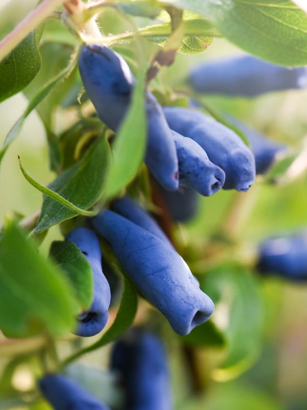 Lonicera kamtschatica | Honigbeere, Maibeere | kaufen im Onlineshop der Bohlken Baumschulen