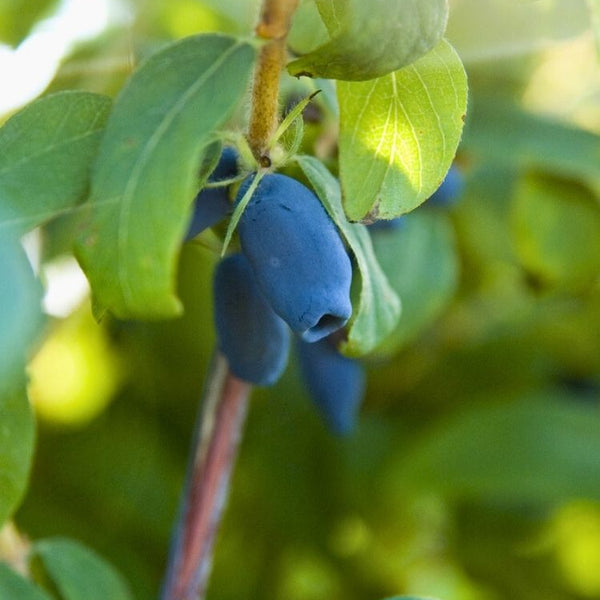 Jetzt Sibirische Blaubeere, Honigbeere 'Blue Velvet' ® online kaufen bei  Bohlken Pflanzenversand – Bohlken Pflanzenversand GbR