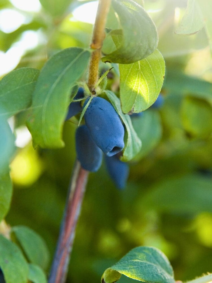 Jetzt Sibirische Blaubeere, Honigbeere 'Blue Velvet' ® online kaufen bei  Bohlken Pflanzenversand – Bohlken Pflanzenversand GbR