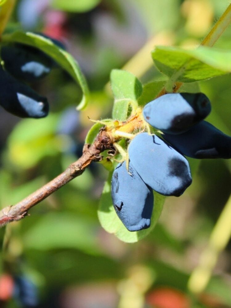 Lonicera kamtschatica 'MyBerry ® Bee', Sibirische Blaubeere, Honigbeere 'MyBerry ® Bee' im Onlineshop der Bohlken Baumschulen