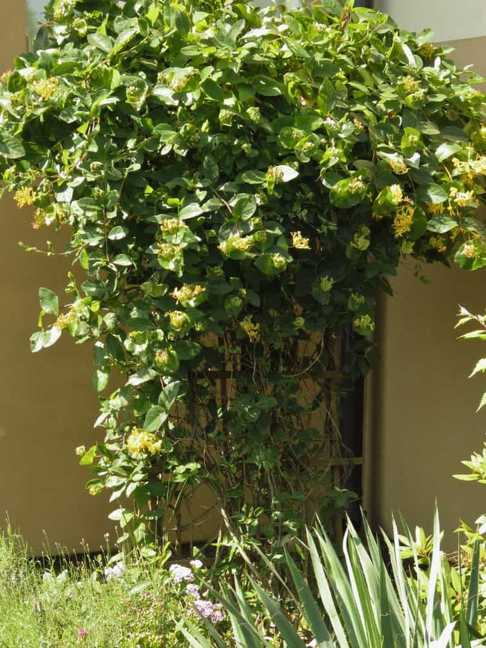 Jetzt Heimisches Wald-Geißblatt online kaufen bei Bohlken Pflanzenversand –  Bohlken Pflanzenversand GbR