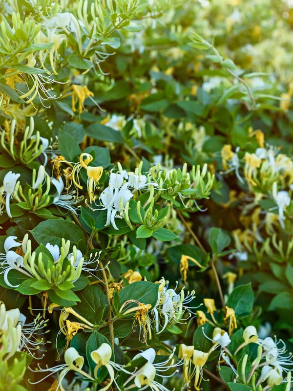Lonicera periclymenum 'Graham Thomas' | Wald-Geißblatt 'Graham Thomas' im Onlieshop der Bohlken Baumschulen