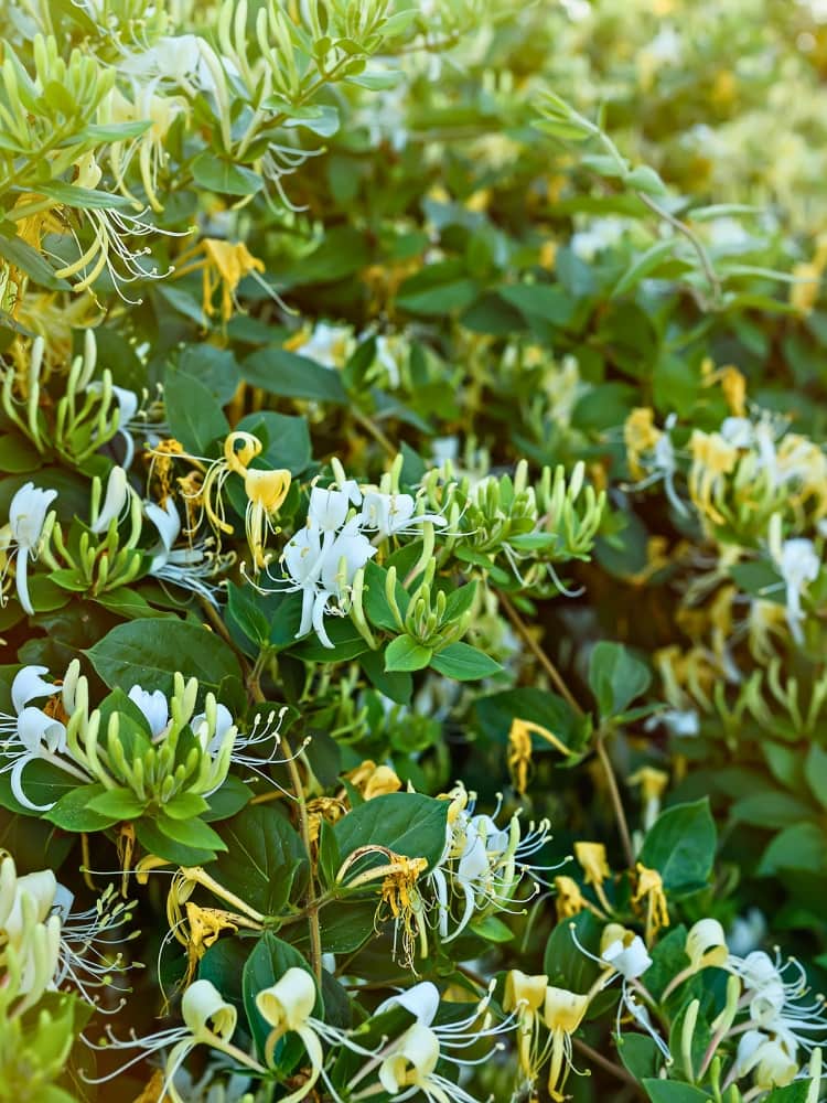 Lonicera periclymenum 'Graham Thomas' | Wald-Geißblatt 'Graham Thomas' im Onlieshop der Bohlken Baumschulen