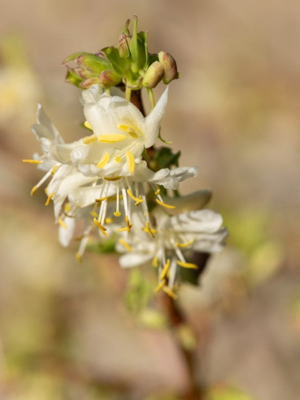 Winter-Heckenkirsche, Lonicera x purpusii kaufen im Online-Shop der Bohlken Baumschulen
