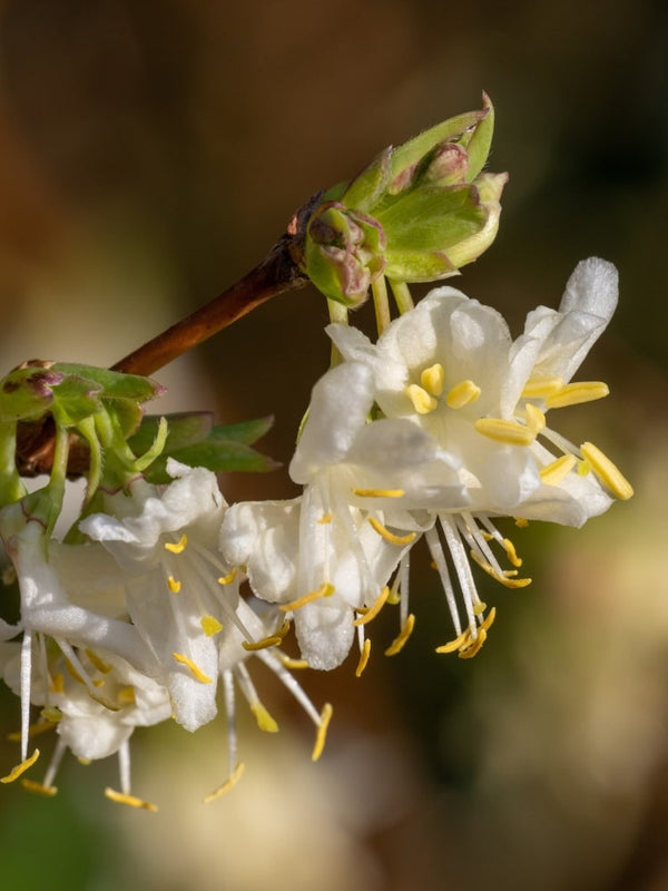 Winter-Heckenkirsche, Lonicera purpusii 'Winter Beauty' kaufen im Online-Shop der Bohlken Baumschulen