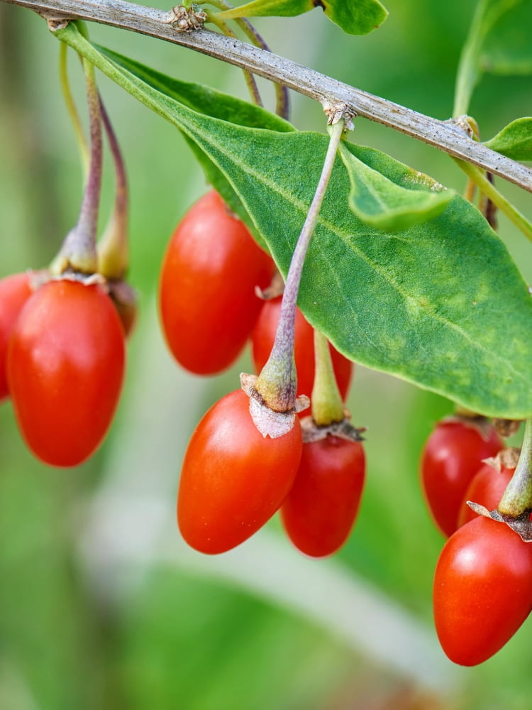 Lycium barbarum 'Goji', Gojibeere 'Goji' im Onlineshop bei den Bohlken Baumschulen