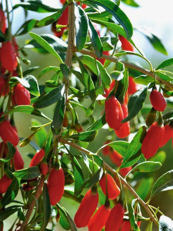 Gojibeere 'Super Success' ® | Lycium barbarum 'Super Success' ® im Onlineshop der Bohlken Baumschulen