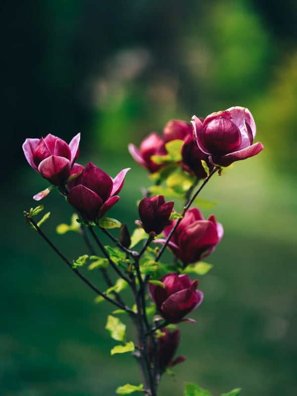 Magnolia 'Black Tulip'®, Magnolie 'Black Tulip'® im Onlineshop der Bohlken Baumschulen