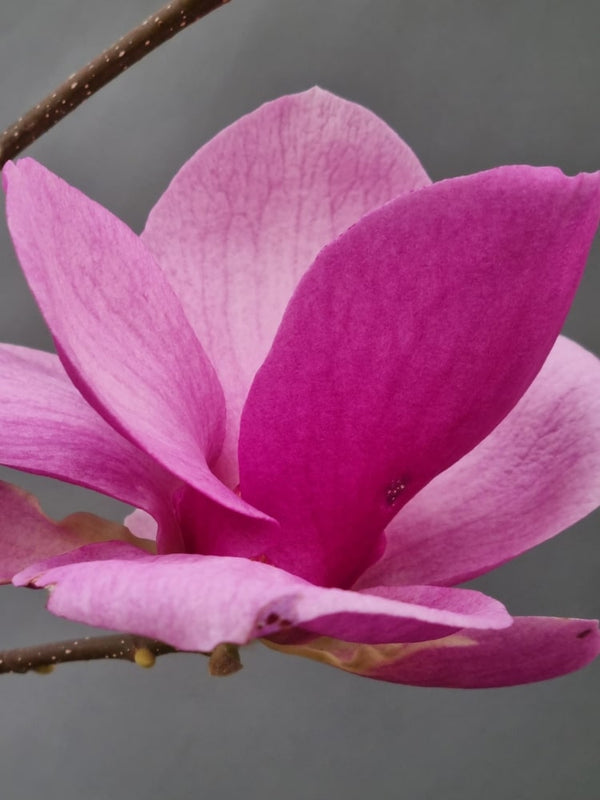 Magnolia 'Cleopatra'®, Magnolie 'Cleopatra'® im Onlineshop der Bohlken Baumschulen