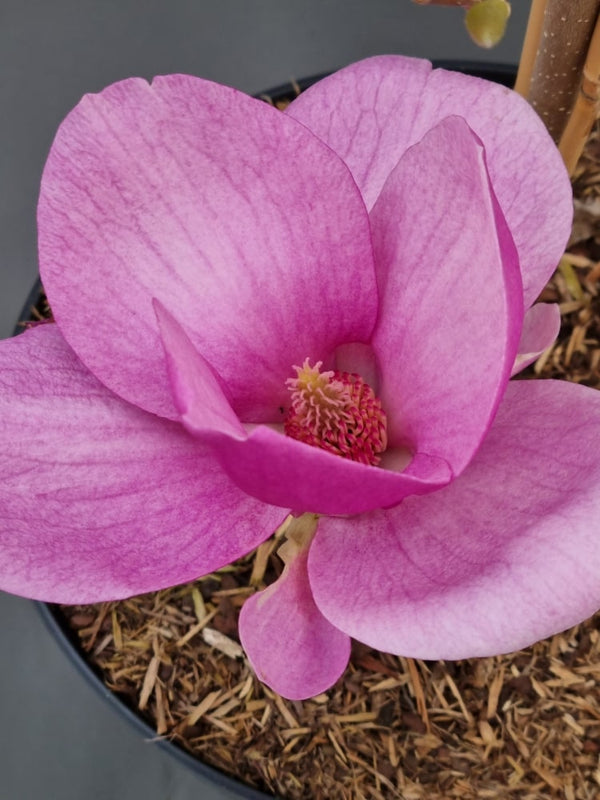 Magnolia 'Cleopatra'®, Magnolie 'Cleopatra'® im Onlineshop der Bohlken Baumschulen