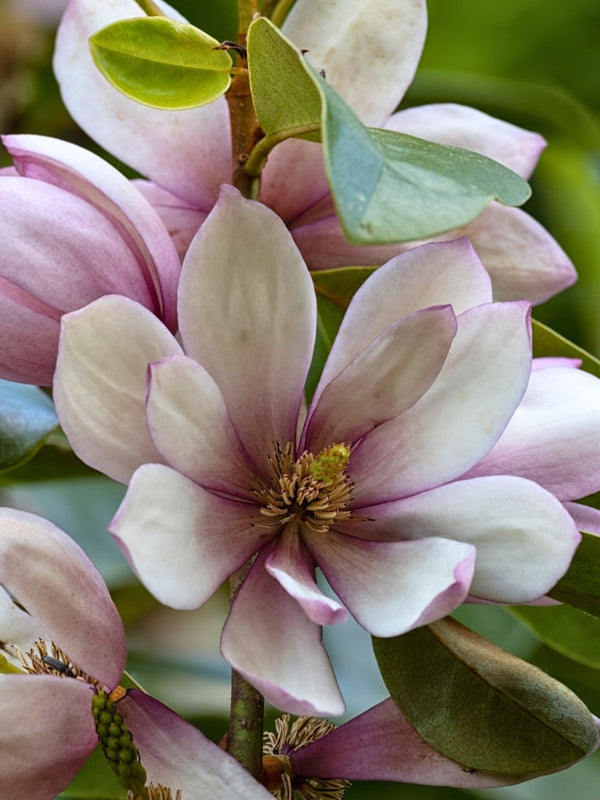 Magnolia 'Fairy Magnolia® Blush' | Duft-Magnolie 'Fairy Magnolia Blush'® im Onlineshop der Bohlken Baumschulen