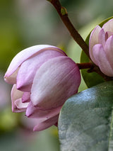 Magnolia 'Fairy Magnolia® Blush' | Duft-Magnolie 'Fairy Magnolia Blush'® im Onlineshop der Bohlken Baumschulen