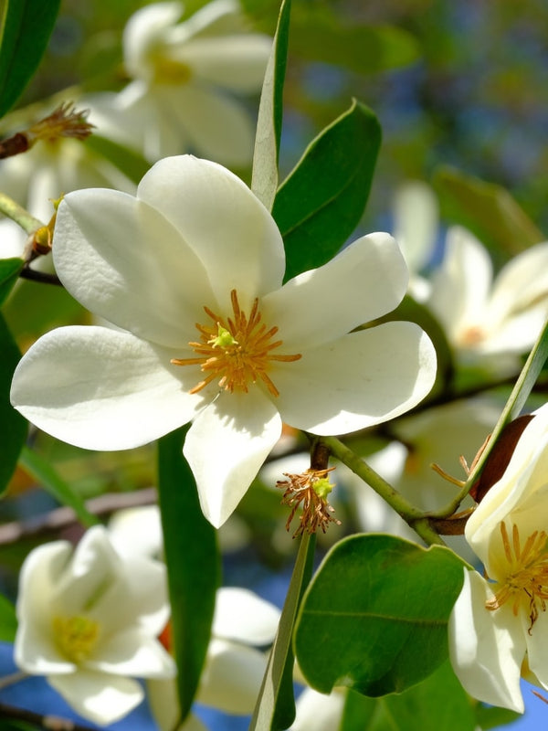 Duft-Magnolie 'Fairy Magnolia Cream' ®, Magnolia 'Fairy Magnolia® Cream', Michelia im Onlineshop der Bohlken Baumschulen