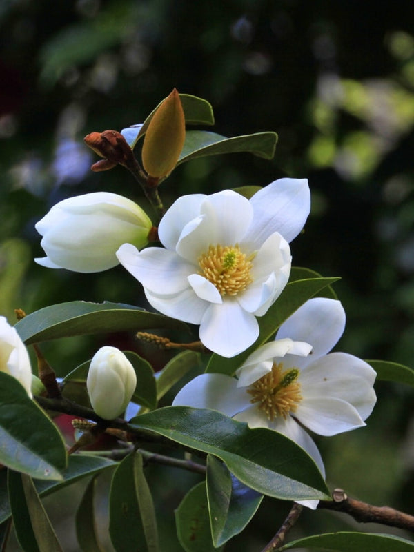 Magnolia 'Fairy Magnolia® White', Duft-Magnolie 'Fairy Magnolia® White', Michelia im Onlineshop der Bohlken Baumschulen